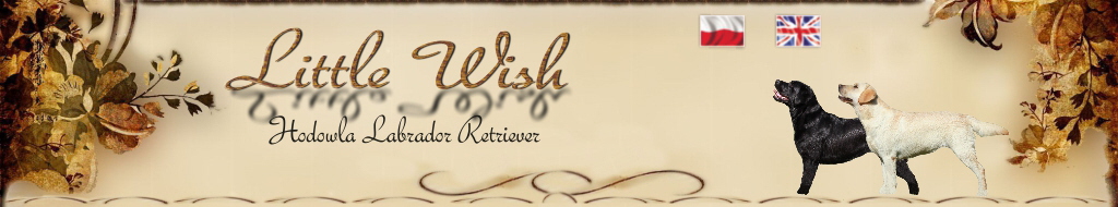 baner top LW vint pl