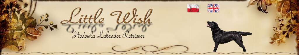 baner top LW vint rox
