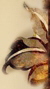 wstaw p